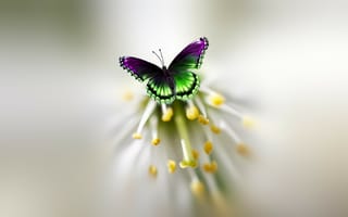 Картинка красивая бабочка