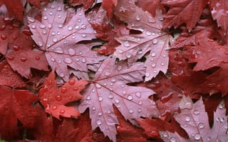 Картинка осень, кленовые листья, капельки