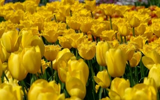 Картинка tulips, field, yellow, цветы, желтые