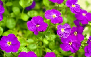 Картинка фиалки, цветы, violets