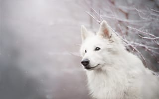 Картинка морда, Собака, Белая швейцарская овчарка