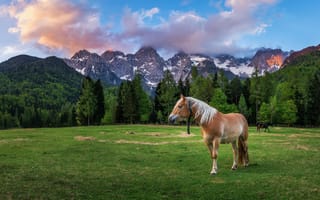 Картинка лошадь, доломиты, альпы, Пейзаж, конь