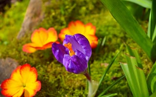 Картинка крокус, Весна, spring, crocus