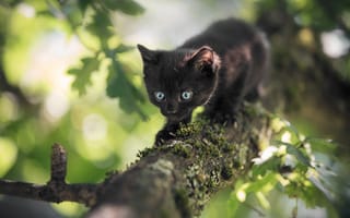 Картинка котёнок, животное, листва