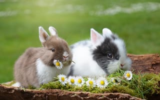 Картинка цветы, Кролики