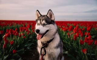 Картинка лайка, хаски, Собака, цветы, поля