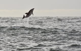 Картинка dolphin, seascape, wildlife, jump, splash