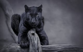Обои black panther, wild, cat, Panther