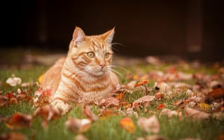 Картинка портрет, Кошка, осень, Рыжая кошка