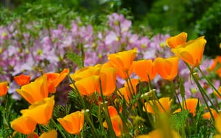 Картинка Эшшольция, калифорнийский мак, Весна, spring