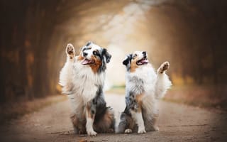 Картинка парочка, Две собаки, радость, аусси, Австралийская овчарка