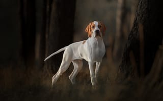 Картинка легавая, Собака, Английский пойнтер