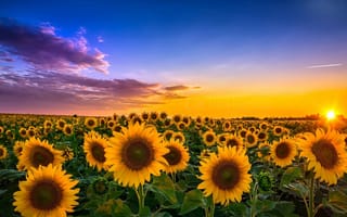 Картинка Пейзаж, цветы, закат, podsolnuhi, поле