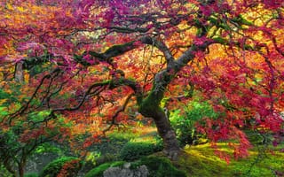 Картинка осень, клен, гигант, дерево