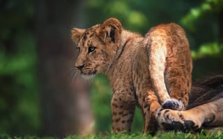 Картинка лев, взгляд, дикая кошка, «львёнок», природа