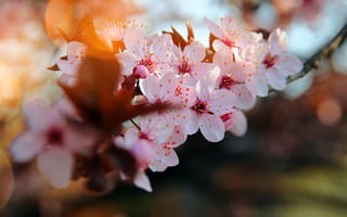 Картинка цветение вишни, размытость боке, веткa