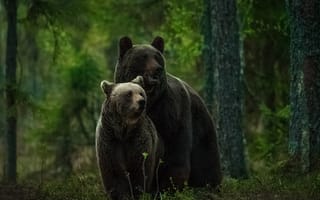 Картинка Медведи, Медвежонок, лес, медведица