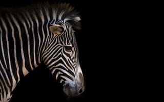 Картинка полосы, профиль, zebra