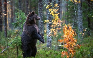 Картинка Медведь, стойка, топтыгин, лес, осень