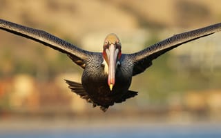 Картинка pelican, flight, eyes