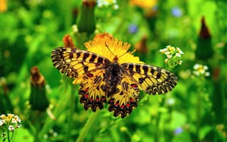 Картинка Butterfly, бабочкa, мacro, makro