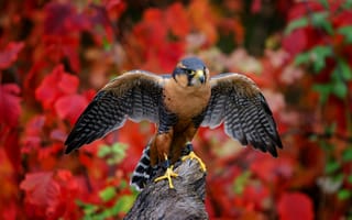 Картинка Южно Мексиканский сокол, Aplomado Falcon, птицa, крылья