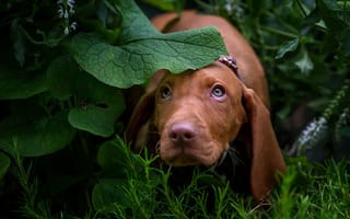 Картинка Такса, морда, природа, зелены, Собака, смотрит вверх, листья, взгляд, коричневая, длинные уши, щенок