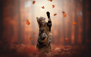 Картинка стойка, лапки, листья, кот, осень, Кошка, котэйка