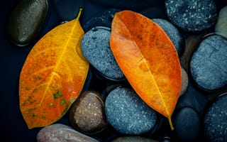 Картинка желтые, осенние, leaves, autumn, листья, осень, stone, yellow, камни
