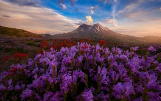 Картинка небо, Doug Shearer, поле, цветы, холмы