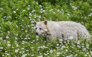 Картинка кермод, цветы, Кермодский медведь