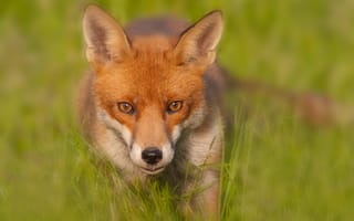 Картинка red fox, размытие