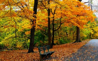 Картинка leaves, bench, trees, Road, colors, park, grass, autumn, walk