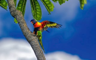 Картинка Многоцветный лорикет, Пальма, Попугай