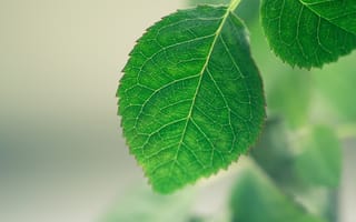 Обои зеленый, лист, Макро