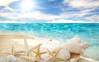 Картинка Seashells, ракушки, sand, sunshine, starfishes, summer, beach
