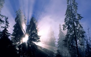 Картинка деревья, Зима, лес, солнечные лучи, снег