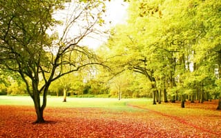 Картинка Best season, осень, парк, деревья, тропинка, листопад, красота, солнце, лучи