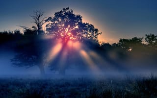 Картинка солнце, Утренний туман, природа, деревья, лучи