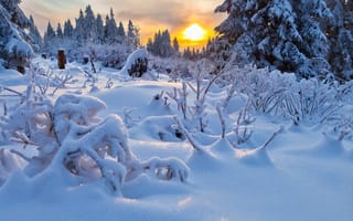 Картинка Зима, закат, бурелом
