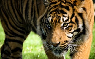 Картинка взгляд, Тигр, дикая кошка, морда, полоски, хищник