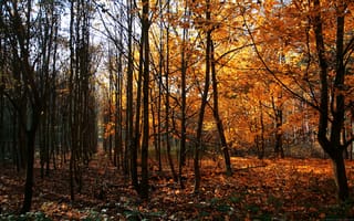 Картинка деревья, осень, германия, Way of wood