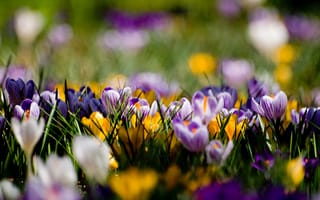 Картинка Крокусы, желтые, фиолетовые, поляна, цветы, весна