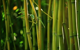 Картинка зеленый, бамбук, Bamboo, стебли, природа, заросли