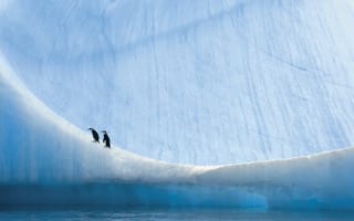 Картинка Антарктика, пингвины, природа