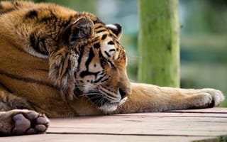 Картинка спит, лапы, panthera tigris, морда, tiger, Тигр, хищник