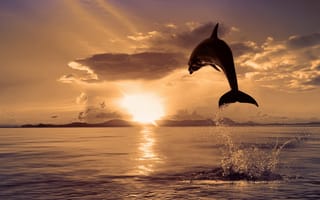 Картинка цвет, прыжок, природа, море, Дельфин