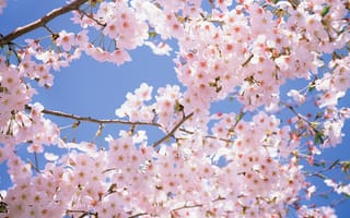 Картинка park, Japan, pink, cherry blossom, flowers, white, spring, sakura, япония