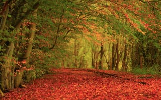 Картинка ковер, листва, осень, Природа, деревья
