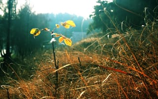 Картинка осень, листья, Трава